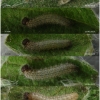 musch cribrellum larva3 volg111